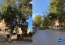 A Palermo alberi a rischio cedimento, tragedia sfiorata l’appello dell’UGL