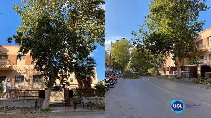 A Palermo alberi a rischio cedimento, tragedia sfiorata l’appello dell’UGL